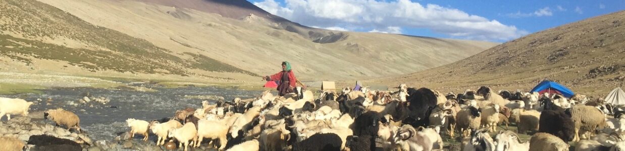 A lady shepherd returning to Doksa with her herd of animals from days grazing.